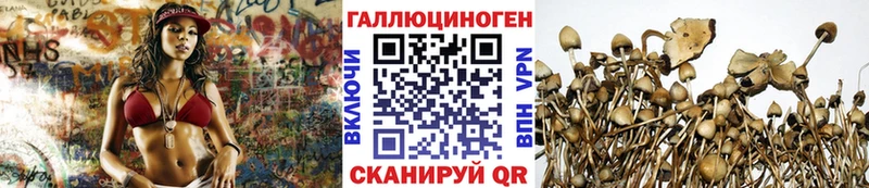 Галлюциногенные грибы Psilocybine cubensis  купить наркоту  mega ONION  Салаир 